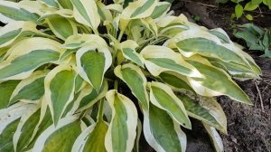 Хоста OBSCENCE GESTURE в моем саду