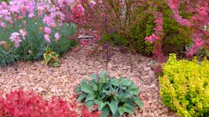 Минисад в рокарии. Яркий многолетний сад. Добавляем цвет саду.