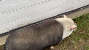 МЕЙН-КУН НАЯ РОДИЛА / Бобр привыкает к рукам / Свинья загавкала