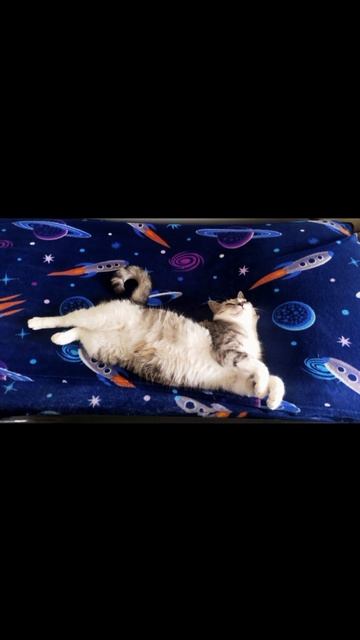 котики и птички