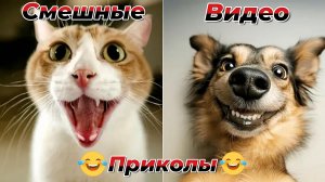 Смешные видео приколы|Коты и собаки|Юмор и Приколы.