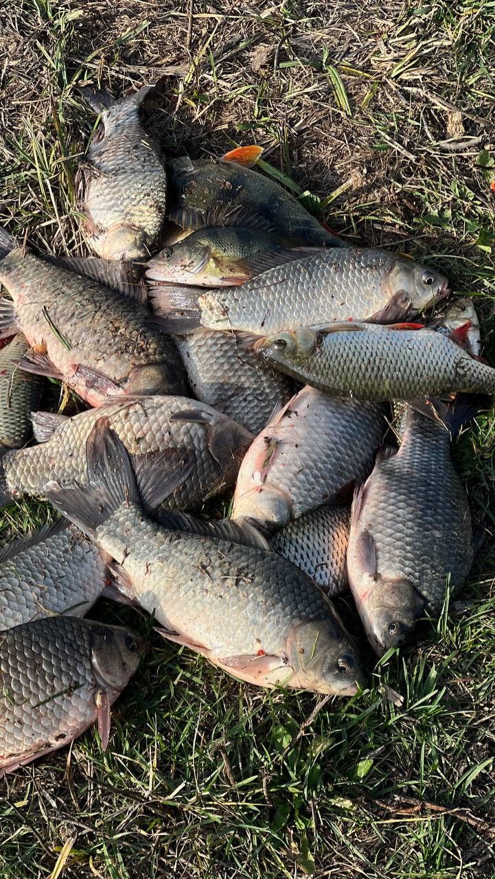 Жор Карася в Астрахани! Поклевка и сразу рыба