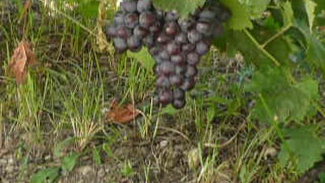 P1010711 смотреть онлайн