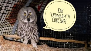 Неудачка с вольером для совы Кофи. Переделывать! Маша уехала, гекконов бананоедов увезла