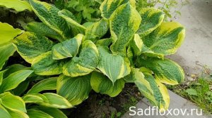 Необычная хоста Лейксайд Професи Фулфилд (Lakeside Prophecy Fulfilled)