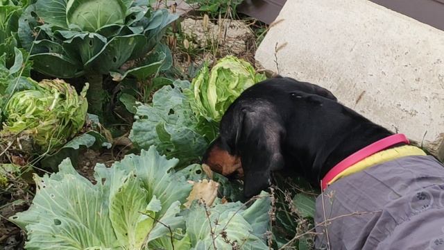 Кто съел всю капусту смотреть онлайн