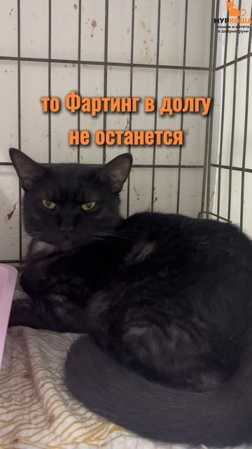 Фартинг (уже дома) смотреть онлайн