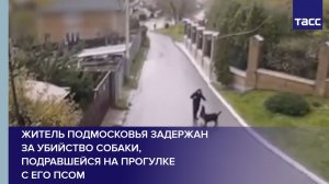 Житель Подмосковья задержан за убийство собаки, подравшейся на прогулке с его псом
