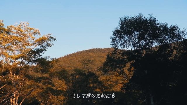 Спокойный костёр в осеннем лесу Уютный вечер в одиночестве (ASMR) смотреть онлайн