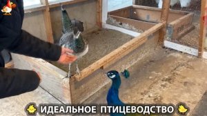 Идеальное птицеводство достойно восхищения 🐓🦆🦢🦚🦃🐔 эпизод (408)