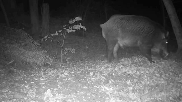 Кабан видео фото ловушки смотреть онлайн