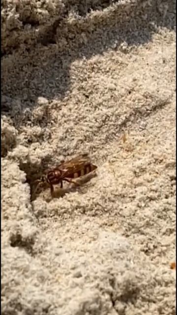 Роющая оса в замедленной съёмке смотреть онлайн