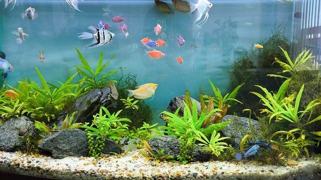 аквариум 8к релакс , aquarium, 8k, relax, after sleep смотреть онлайн