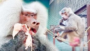 Елисей шуганул Лиду! Вспомнил, что надо держать самок в страхе! Что мясо делает с гамадрилом!