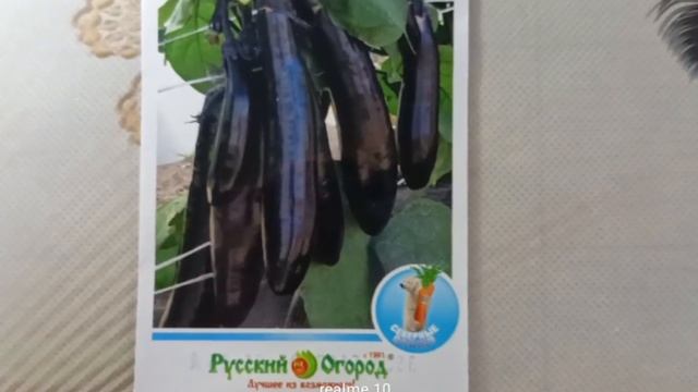 Баклажан «Король Севера F1» — холодостойкий гибрид для сурового климата смотреть онлайн