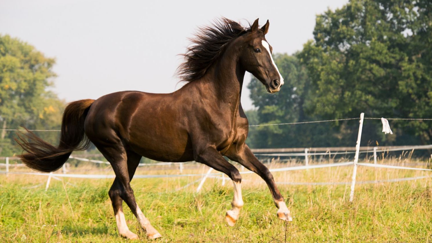 Андалузские и арабские скакуны   *  Фотограф Войтек Квиатковский