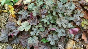 Мои гейхереллы осенью. Куда лучше сажать новые гейхереллы?