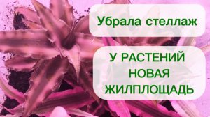 НОВАЯ КОМНАТА ДЛЯ РАСТЕНИЙ! 24-11-2025