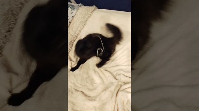 Мы с котом и немного мемов