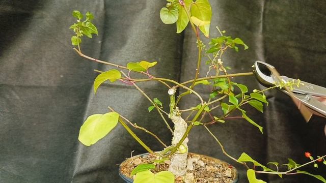 √9 ривина (Бонсай)