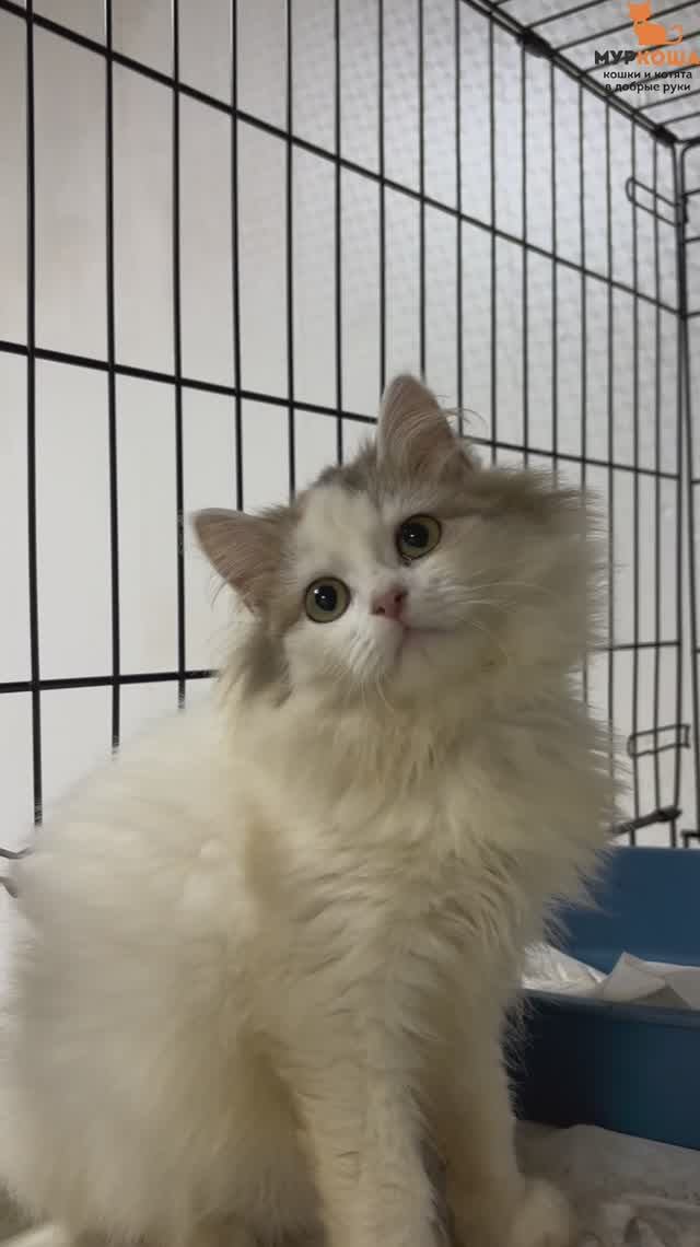 Сентябрина ждёт вас в приюте #Муркоша смотреть онлайн