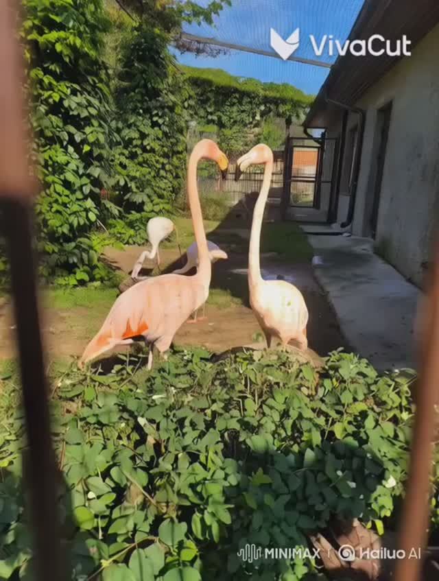 Птицы смотреть онлайн