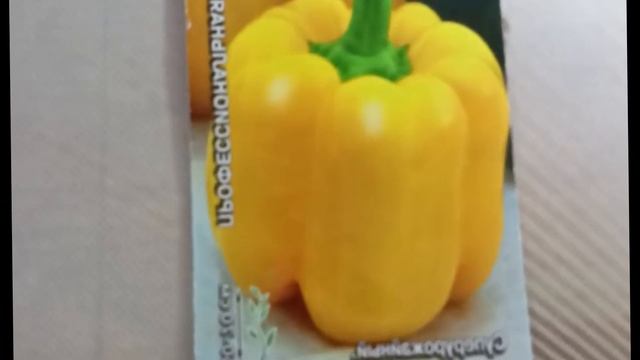 Перец «Звезда Востока желтая F1» — ранний крупноплодный гибрид с золотистыми плодами смотреть онлайн