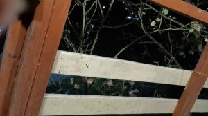 СОЧИ ГОРНОЕ ЛОО НОЧЬ 25.11.2025