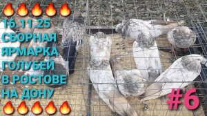 🔥🔥🔥 16.11.25 Сборная ярмарка голубей в Ростове на Дону. Птичий рынок. Часть 6. Pigeon Fair.