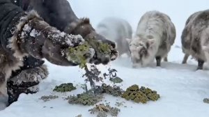 Выжила в Якутии