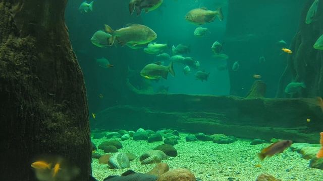 релакс, море, аквариум, перед сном , relax , sleep, москвариум, 2024 смотреть онлайн