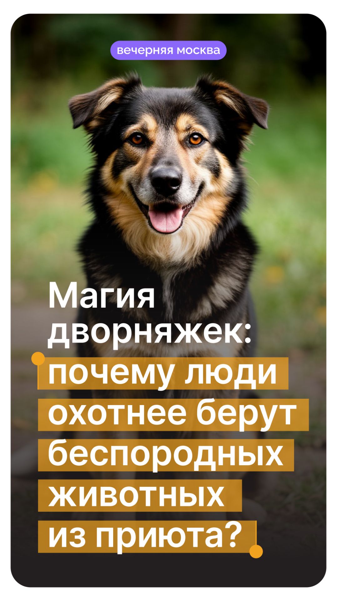Магия дворняжек: почему люди охотнее берут беспородных животных из приюта? // Вечерняя Москва смотреть онлайн