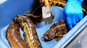 СТАРИК РЫБА Циндао Морепродукты Китай