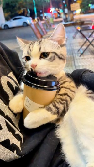 😂 МИША, ТЫ ГДЕ 🙀 | Я БОМЖ 🤣 | ОЗВУЧКА ОТ ROMEO 🔥 | #говорящийкот #озвучка #угараю