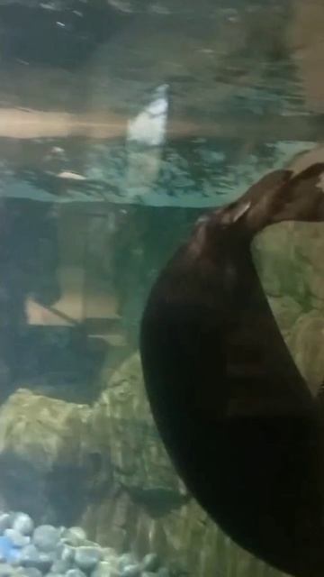 Морские котики. Океанариум на Русском острове.