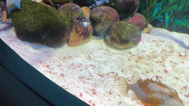 релакс, море, аквариум, перед сном , relax , sleep, москвариум, 2024 смотреть онлайн