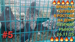 🔥🔥🔥 16.11.25 Ярмарка голубей в Ростове на Дону. Птичий рынок. Часть 5. Pigeons Fair. Bird Market.