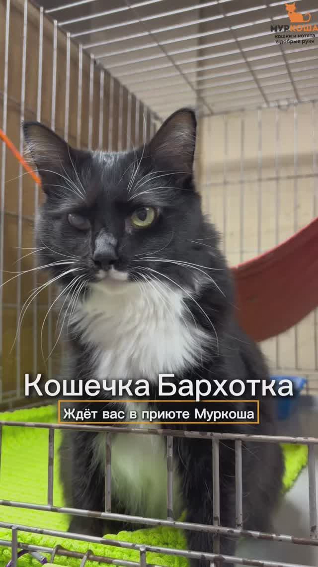 Бархотка ждёт вас в приюте #Муркоша смотреть онлайн