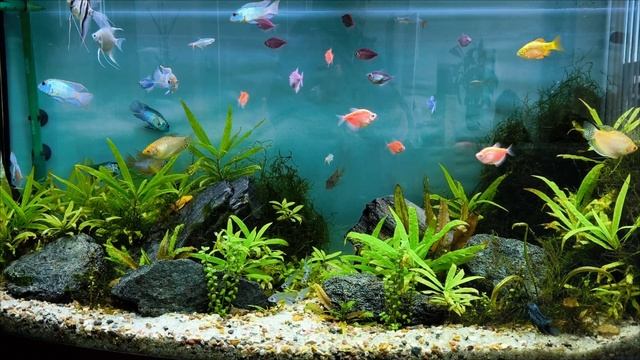 аквариум 4k 2024 год redmi 13tpro смотреть онлайн