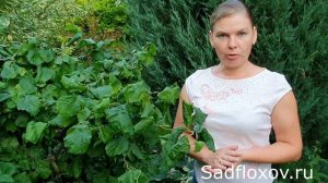 Мой опыт выращивания лещины Конторта