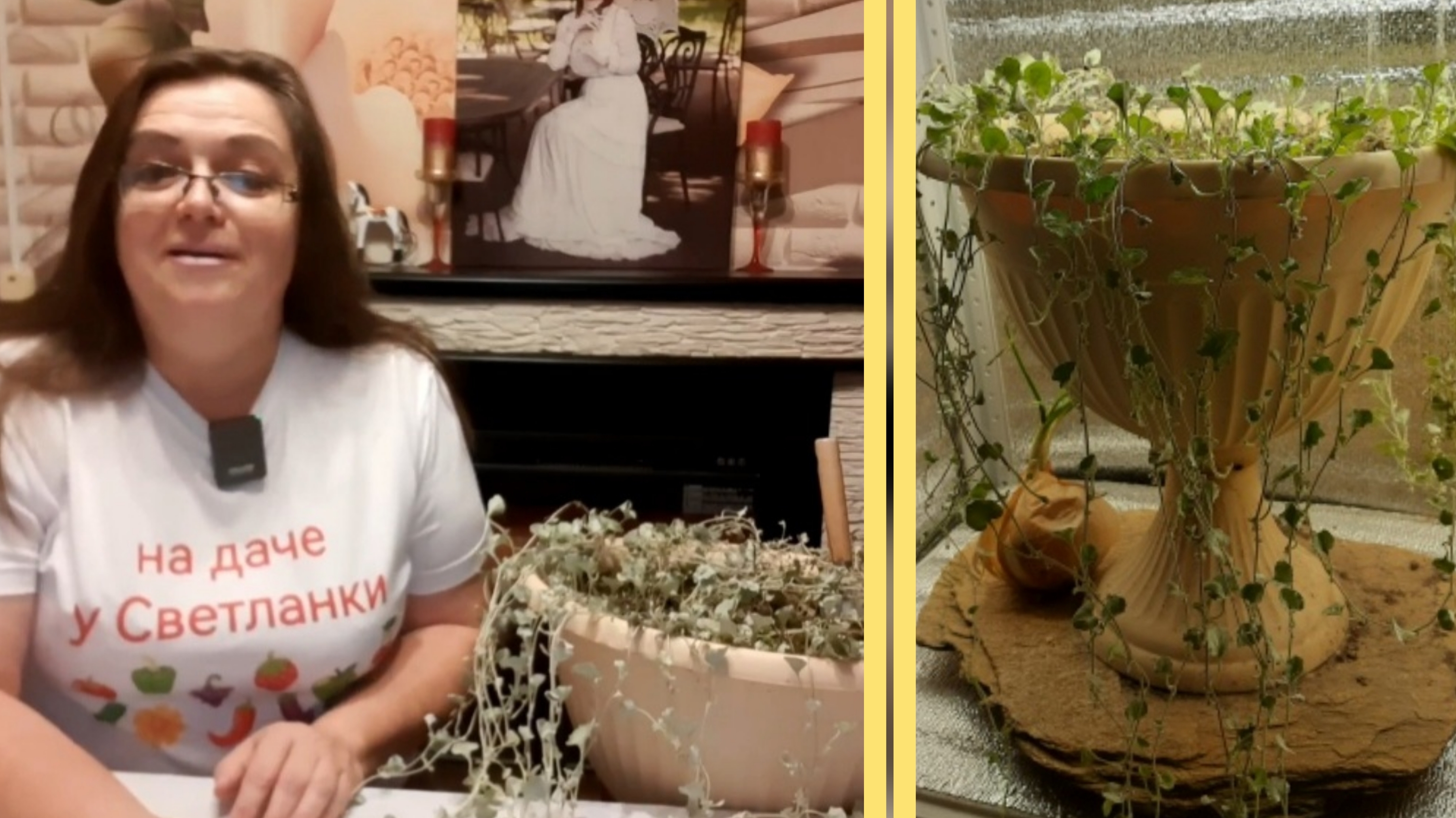 Сохраняю и размножаю дихондру смотреть онлайн