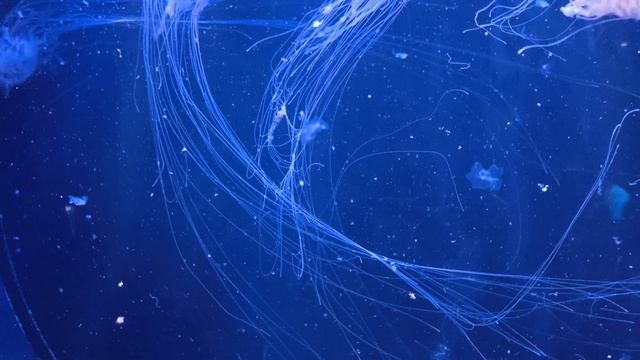 релакс, море, аквариум, перед сном , relax , sleep, москвариум, 2024 смотреть онлайн