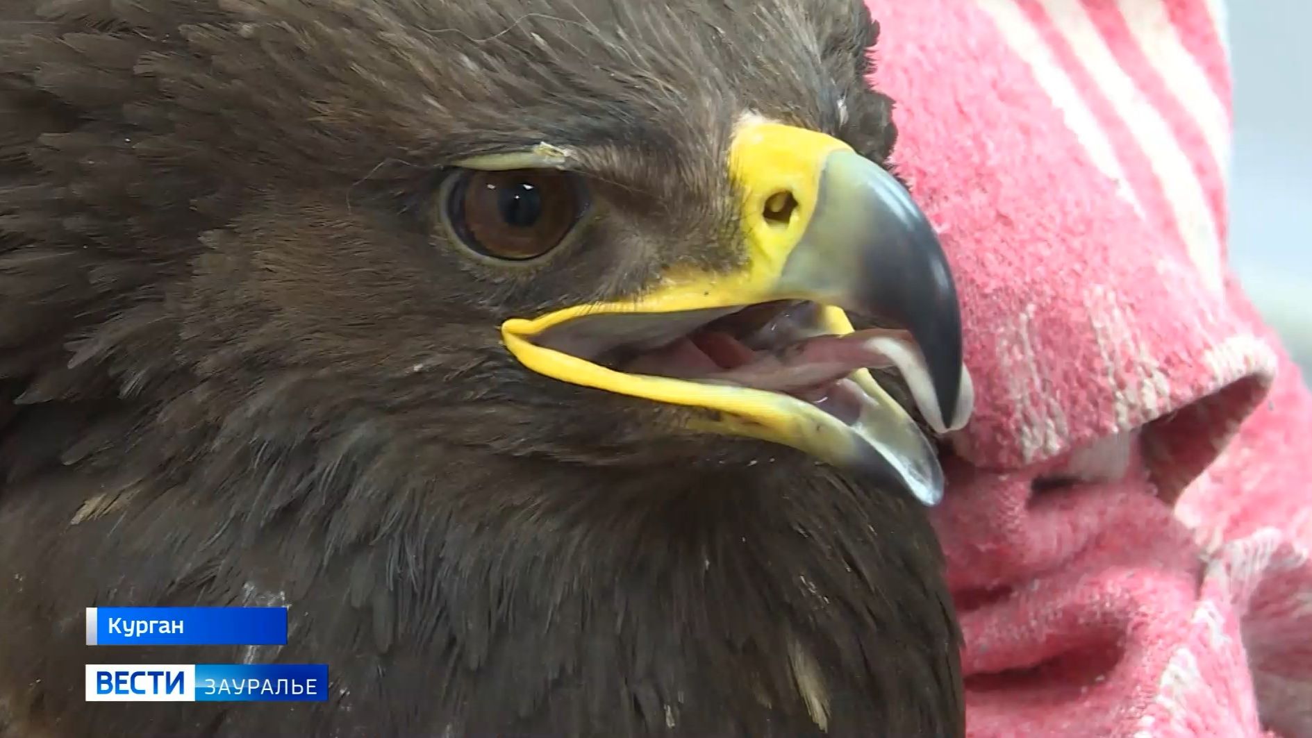 Два месяца прошло с начала лечения Большого подорлика смотреть онлайн