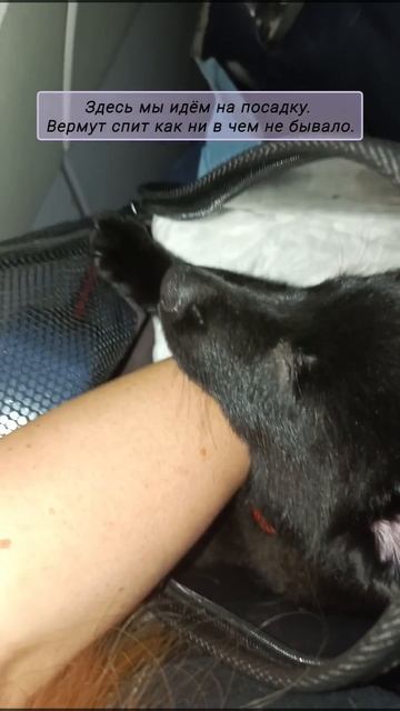 Перелёт с щенком смотреть онлайн