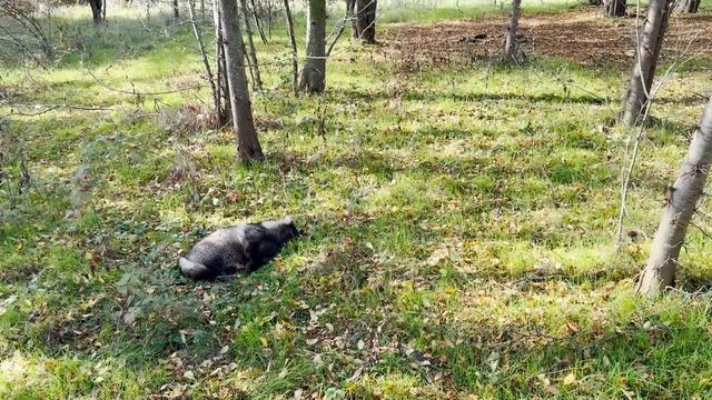 Охота на Шакала 2025 смотреть онлайн