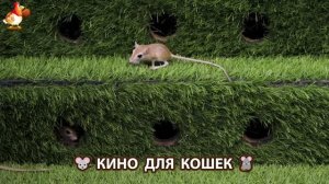 Видео для кошек про крысок развлекать питомцев 🐭🐀😂 (383)