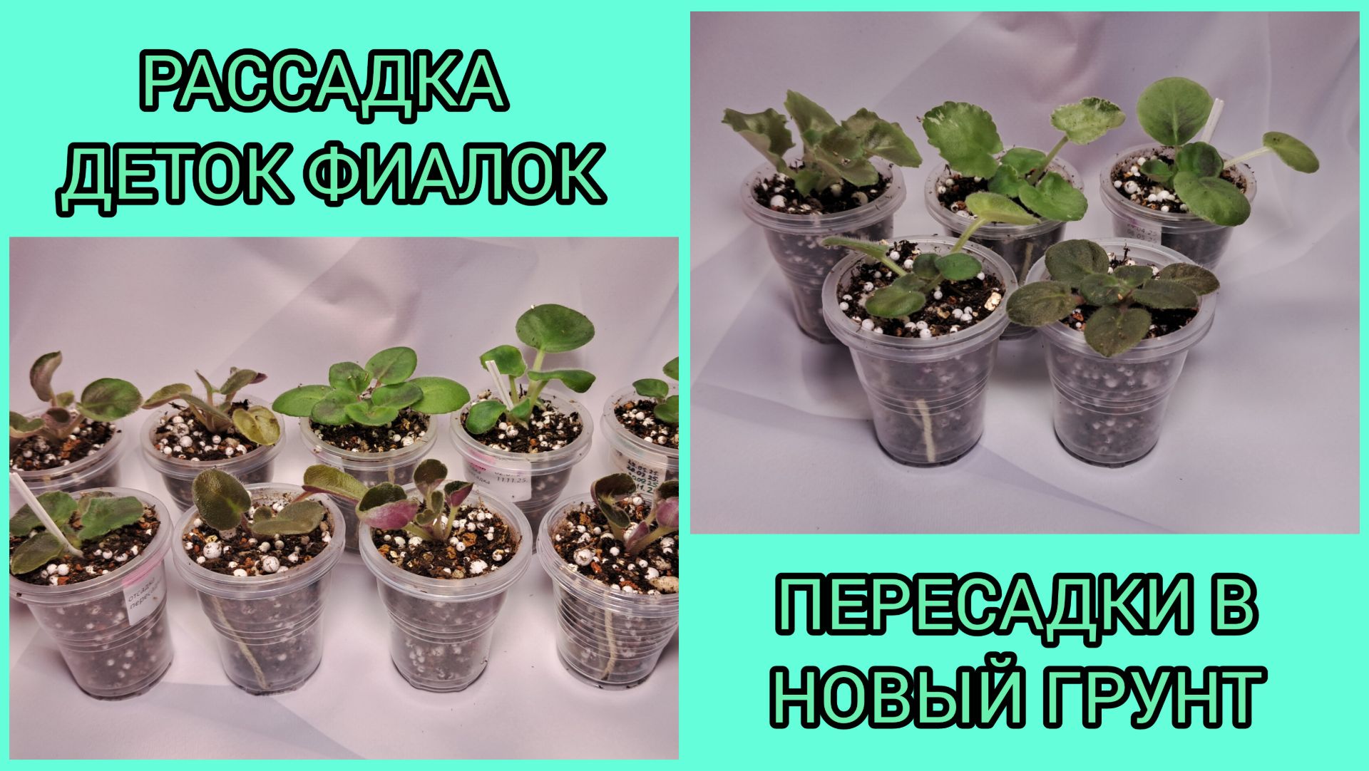 Отсадка и рассадка деток фиалок. Пересадка в новый грунт. смотреть онлайн