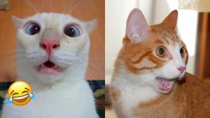 СМЕШНО ДО СЛЕЗ 😹😍 СМЕШНЫЕ КОТЫ, ЛУЧШИЕ ПРИКОЛЫ С КОТАМИ, КОШКИ, ЖИВОТНЫЕ 🥰