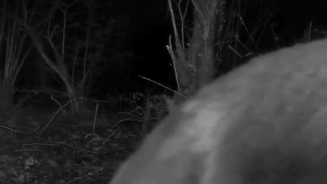 Фото ловушка медведь смотреть онлайн