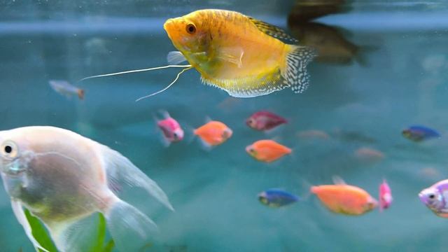 aquarium, 8k video, relax , смотреть онлайн